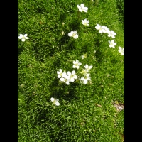 Arenaria Rosani (fam Caryophyllacees) (Europe meridionale) (02)